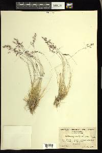 Calamagrostis breweri image