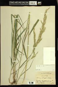 Calamagrostis porteri image