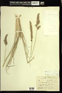 Calamagrostis purpurascens image