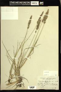 Calamagrostis purpurascens image