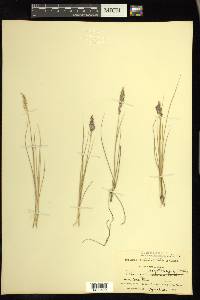 Calamagrostis montanensis image