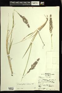 Calamagrostis purpurascens image