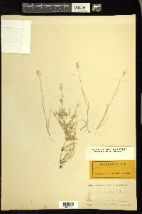 Bouteloua dactyloides image