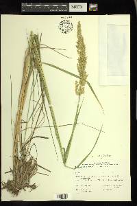 Calamagrostis stricta image