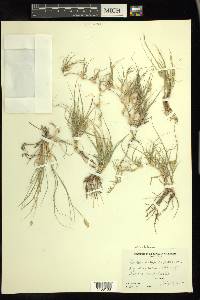 Bouteloua dactyloides image