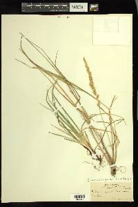 Calamagrostis canadensis var. canadensis image