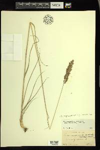 Calamagrostis stricta image