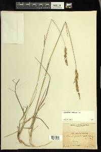 Calamagrostis pickeringii image