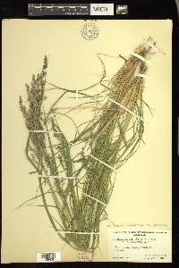 Calamagrostis canadensis var. canadensis image