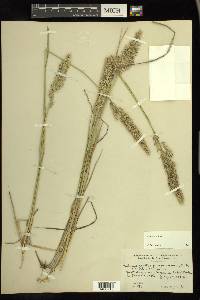 Calamagrostis purpurascens image