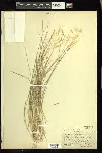 Calamagrostis howellii image