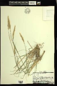 Calamagrostis purpurascens image