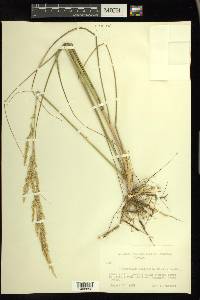 Calamovilfa longifolia image