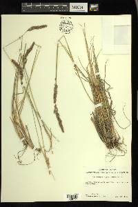 Calamagrostis purpurascens image