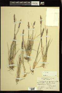 Calamagrostis purpurascens image