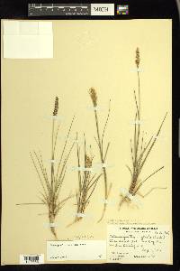 Calamagrostis stricta image