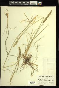 Calamagrostis purpurascens image