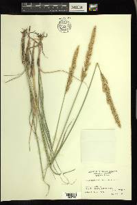 Calamagrostis purpurascens image