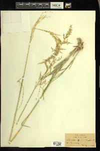 Calamovilfa longifolia image