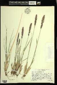 Calamagrostis purpurascens image