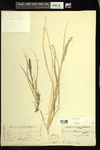 Calamagrostis purpurascens image