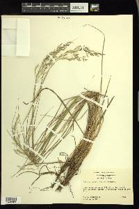 Calamagrostis cainii image