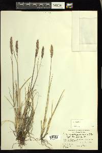 Calamagrostis purpurascens image