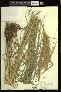 Calamagrostis epigeios image