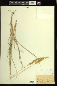 Calamagrostis purpurascens image