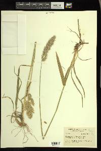 Calamagrostis tweedyi image