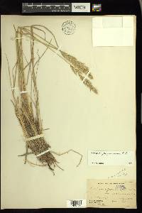 Calamagrostis purpurascens image