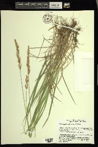 Calamagrostis pickeringii image