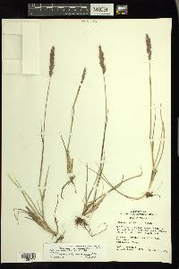 Calamagrostis purpurascens image