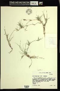 Bouteloua dactyloides image