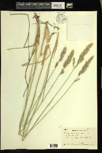 Calamagrostis purpurascens image