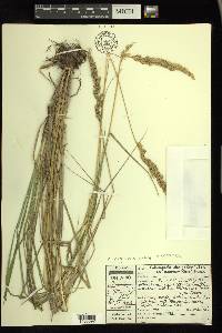 Calamagrostis stricta subsp. inexpansa image