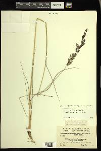 Calamagrostis stricta image