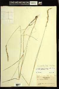 Calamagrostis stricta image