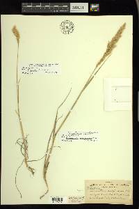 Calamagrostis purpurascens image