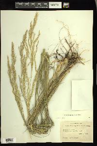 Calamovilfa longifolia image