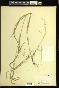 Bromus vulgaris image