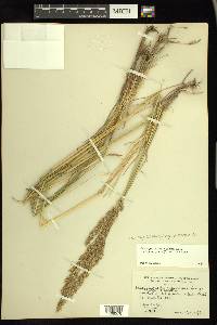 Calamagrostis stricta image