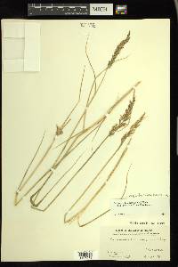 Calamagrostis stricta image