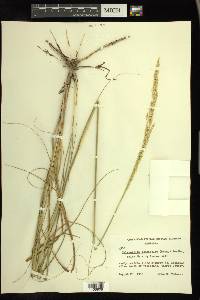 Calamovilfa longifolia image