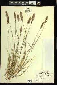 Calamagrostis purpurascens image