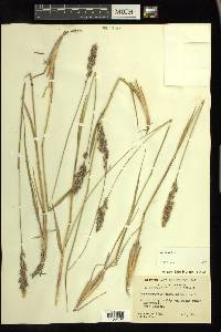 Calamagrostis purpurascens image