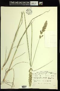 Calamagrostis stricta image