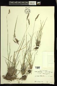 Calamagrostis purpurascens image