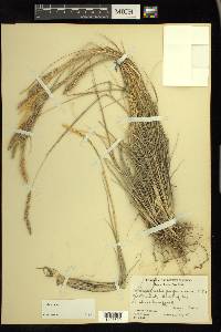 Calamagrostis purpurascens image