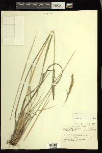 Calamagrostis purpurascens image